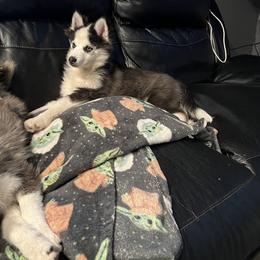 Boy 1 - Pomsky puppy in Milan, Michigan from ASC Pomsky