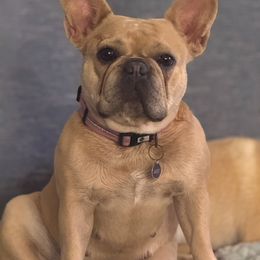 Daisy - French Bulldog