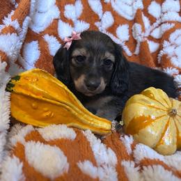 Izzy ( Greys Anatomy Litter) - Black and cream female Dachshund puppy in Proctor, Montana from Blue Star Dachshunds