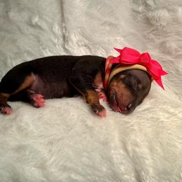 Dutch - Black and tan female American Hairless Terrier puppy in Westland, Michigan from Lazuli Great Danes & Bare Necessities American Hairless Terriers
