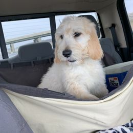 Goldendoodles from Hesseldoodles Farm