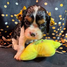 Crystal pending - Tri-color female Cavalier King Charles Spaniel puppy in Kermit, West Virginia from Stonecoal Cavaliers