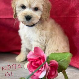 Norra Buff girl red - Golden female Cockapoo puppy in Haines City, Florida from Camic Cockapoos