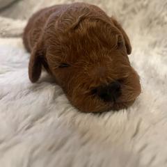 Poodle Puppies from Amelia Castro