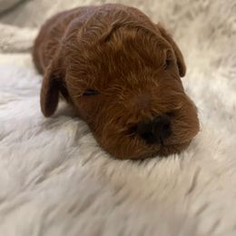 Poodle Puppies from Amelia Castro