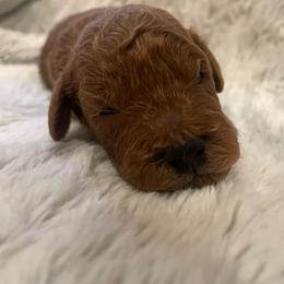 Poodle Puppies from Amelia Castro
