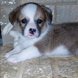 Thomas - Sable male Pembroke Welsh Corgi puppy in New Hampshire from Muddy Paws Corgis