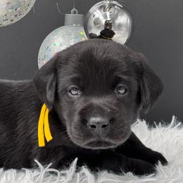 Yellow - Black female Labrador Retriever puppy in Heath Springs, South Carolina from Rich Hill Retrievers