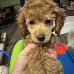 Max - Red  male Poodle puppy in Cedar Springs, Michigan from Pridespoodles