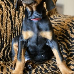 Doberman Pinscher Puppies from Love of Dobermans