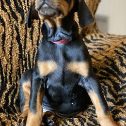 Doberman Pinscher Puppies from Love of Dobermans