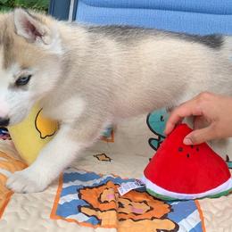 Siberian Husky Puppies from Canace Siberians