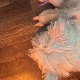 Purple - White female West Highland White Terrier puppy in Bessemer City, North Carolina from JJs Puppies of the Carolinas