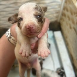 Boy 4 - Piebald Dachshund puppy in Mississippi from C & B Little Paws