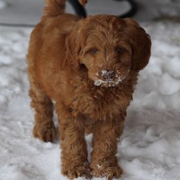 Australian Labradoodle Puppies from AussieTex Labradoodles