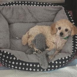 AKC Toy Poodle - Cream male Poodle puppy in Casselberry, Florida from McIntosh Toy Poodles
