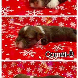 Havanese Puppies from Havareese Havanese