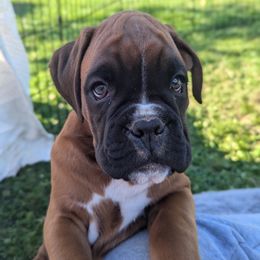 Boy 3 - Boxer puppy from Vista Hill Boxers