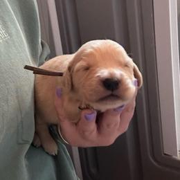 Purple - Golden female Golden Retriever puppy in Hendersonville, North Carolina from Apple Country Retrievers