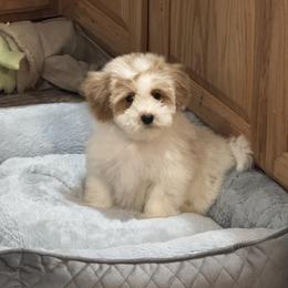 Carrie - Parti female Maltipoo puppy in Berea, Kentucky from Blair’s Furry Friends