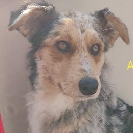 Aussiedoodles from Paussiedoodle Ranch