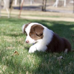 Pumpkin - Red tri-color female Miniature American Shepherd puppy in Stephenville, Texas from Diamond H Aussies