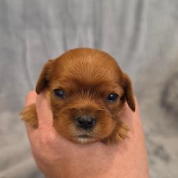 Jade - Ruby female Cavalier King Charles Spaniel puppy in Romeoville, Illinois from KonopkaKennelsLLC