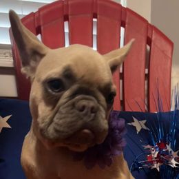 Girl 3 - Blue fawn French Bulldog puppy in Tennessee from West Tennesse Frenchies