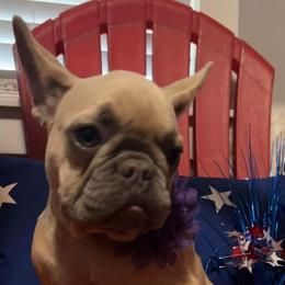 Girl 3 - Blue fawn French Bulldog puppy in Tennessee from West Tennesse Frenchies