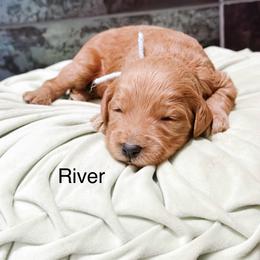 River - Red  male Goldendoodle puppy in Pasco, Washington from Camp Doodle Woods