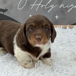 AKC Simon - Piebald male Dachshund puppy in Colbert, Oklahoma from Brooke Crenshaw
