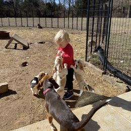 Beagle Puppies from Hales Little Beagle Haven