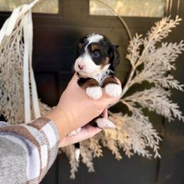 Amethyst- purple collar - Tri-color female Bernedoodle puppy in Salt Lake County, Utah from Coco Avenue Pups