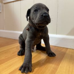 BROWN - Gray male Cane Corso puppy in Plymouth, California from The Dorado Ranch