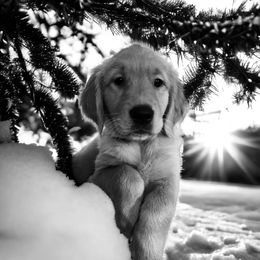 Golden Retriever Puppies from Studley Hill Goldens, LLC.