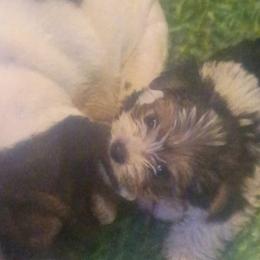 Jen - Parti female Yorkshire Terrier puppy in Jacksonville, Arkansas from Royal Yorkie Terrier