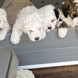 Bernedoodles from Heartland Kennels