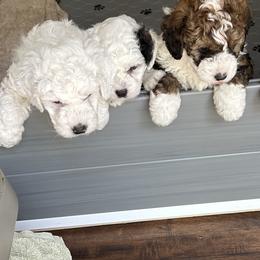 Bernedoodles from Heartland Kennels