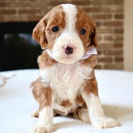 Hazel - Orange - Red  female Goldendoodle puppy in Ruthorfordton, North Carolina from Duncan Doodles Goldendoodles