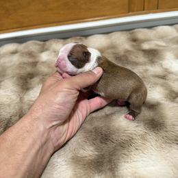 Red boy 2 less white on face - Red male Boston Terrier puppy in Madera Acres, California from Muggin Bostons Terriers and Mini Dachshund