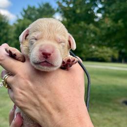 2nd Pick Yellow Male - Yellow male Labrador Retriever puppy in Winchester, Kentucky from Bourbon Country Retrievers
