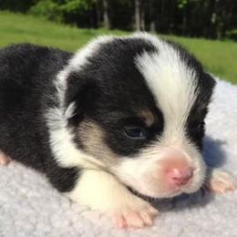 American Corgis and Pembroke Welsh Corgis from Carolina Dreams Farm Corgis/CCA