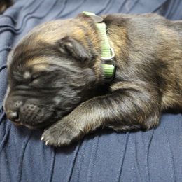 German Shepherd Puppies from Stonewick German Shepherds