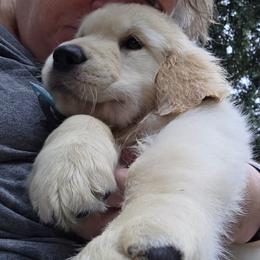Girl 2 - Golden female Golden Retriever puppy in Milton, Florida from Katherine's Golden Retrievers and Gordon Setters.