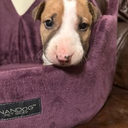 ZEUS - White and fawn smut Bull Terrier puppy in Jasper, Indiana from Beautiful Bullies
