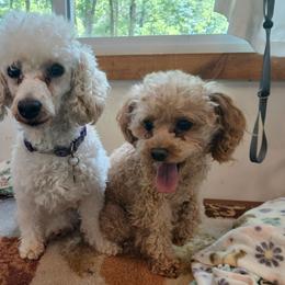 Poodle puppies from Faithful Hearts Kennel