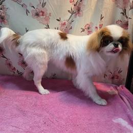 Japanese Chin Puppies from Windhaven Japanese Chin