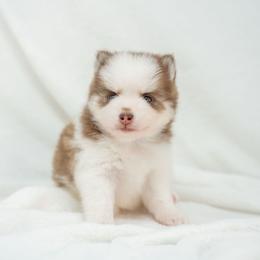 Chocolate Milk - Red and white male Pomsky puppy in Spring City, Pennsylvania from Pomsky Power Puppies