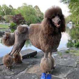 Coco Chanel - Poodle
