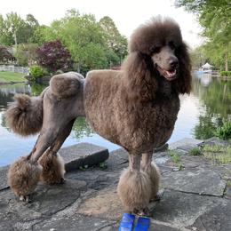 Coco Chanel - Poodle